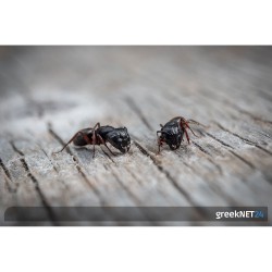 Μυρμήγκια στο σπίτι: Απαλλαγείτε από αυτά με απλές σπιτικές λύσεις που βοηθούν.