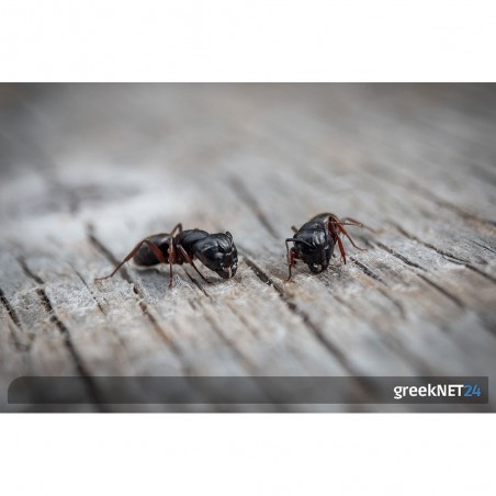 Μυρμήγκια στο σπίτι: Απαλλαγείτε από αυτά με απλές σπιτικές λύσεις που βοηθούν.
