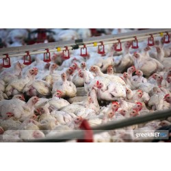 Επικίνδυνη τροφή - Κάθε 2ο κοτόπουλο του εμπορίου είναι μολυσμένο με ανθεκτικούς βάκιλους